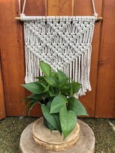 Load image into Gallery viewer, Pothos, 6in, Jade Jewel - Floral Acres Greenhouse & Garden Centre