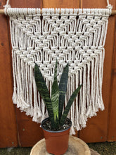 Load image into Gallery viewer, Sansevieria, 4in, Black Coral - Floral Acres Greenhouse & Garden Centre