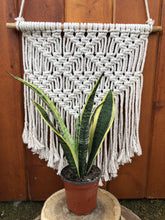 Load image into Gallery viewer, Sansevieria, 4in, Futura Superba - Floral Acres Greenhouse & Garden Centre