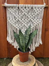 Load image into Gallery viewer, Sansevieria, 4in, Robusta Superba - Floral Acres Greenhouse & Garden Centre