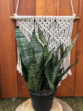 Load image into Gallery viewer, Sansevieria, 6in, Robusta Superba - Floral Acres Greenhouse & Garden Centre