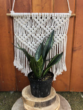 Load image into Gallery viewer, Sansevieria, 6in, Silver Flame - Floral Acres Greenhouse & Garden Centre