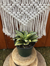 Load image into Gallery viewer, Sansevieria, 6in, Star Power, Sunny Star - Floral Acres Greenhouse & Garden Centre