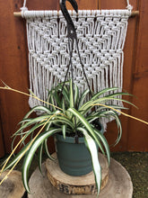 Load image into Gallery viewer, Spider Plant, 6.5in Hanging Basket, White - Floral Acres Greenhouse & Garden Centre