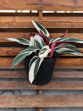 Load image into Gallery viewer, Stromanthe, 10in, Triostar - Floral Acres Greenhouse & Garden Centre