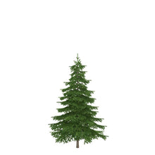 Load image into Gallery viewer, Christmas Tree, 5-7ft, BC Douglas Fir