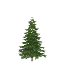 Load image into Gallery viewer, Christmas Tree, 7-9ft, BC Douglas Fir