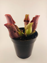 Load image into Gallery viewer, Sarracenia, 3.5in, Purpurea x Venosa - Floral Acres Greenhouse & Garden Centre