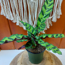 Load image into Gallery viewer, Calathea, 4in, Lancifolia - Floral Acres Greenhouse & Garden Centre