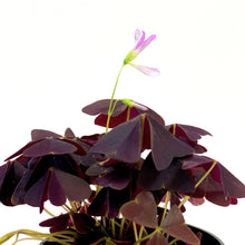Load image into Gallery viewer, Oxalis, 3.5in, Ebony Allure - Floral Acres Greenhouse & Garden Centre