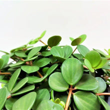 Load image into Gallery viewer, Peperomia, 6in, Hope, Hanging Basket - Floral Acres Greenhouse & Garden Centre