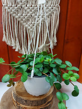 Load image into Gallery viewer, Peperomia, 6in, Hope, Hanging Basket - Floral Acres Greenhouse & Garden Centre