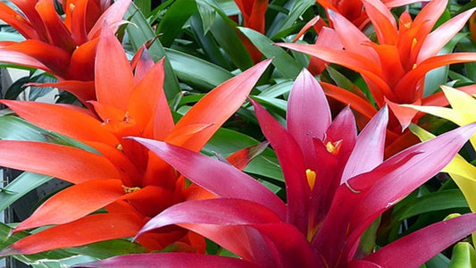 Growing Bromeliads – Yes, You Can Do It!! - Floral Acres Greenhouse & Garden Centre