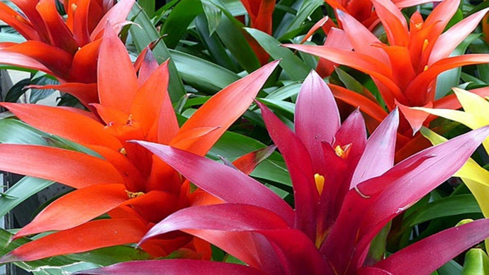 Growing Bromeliads – Yes, You Can Do It!!