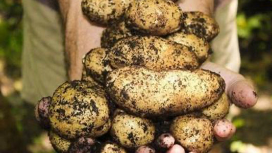How Do You Like Your Potato? - Floral Acres Greenhouse & Garden Centre