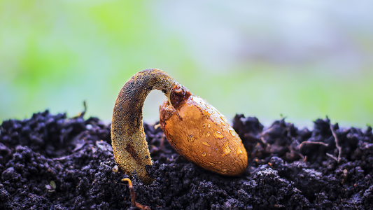 A Beginner's Guide to Saving Seeds