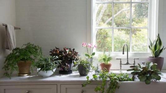 How To: Keep Tropicals Happy During Winter Months - Floral Acres Greenhouse & Garden Centre