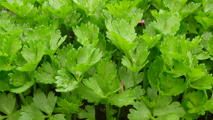 Growing Celery – Get an Early Start!