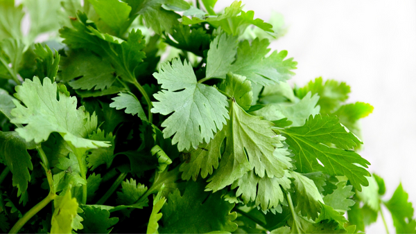 Grow Your Own Fresh Cilantro