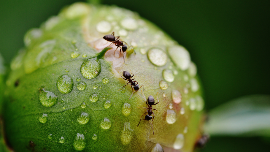 Top 5 Gardening Myths