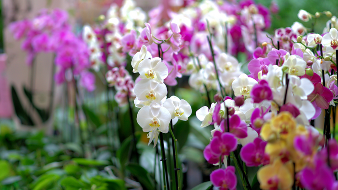 Encourage Your Phalaenopsis Orchid to Bloom - An Exercise in Patience!