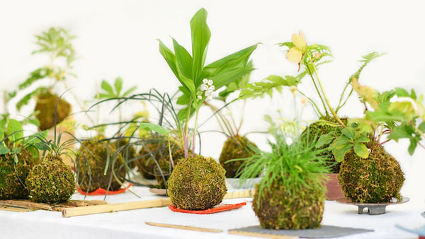How To Build a Kokedama!