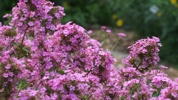 Perennial of the Year 2024