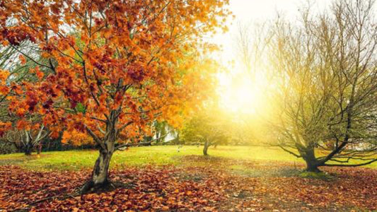 Fall Clean Up - Floral Acres Greenhouse & Garden Centre