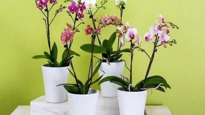 Easy Phalaenopsis Orchid Care