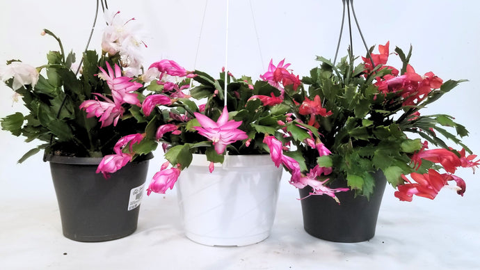 HOLIDAY CACTUS CARE – TOP 5 TIPS