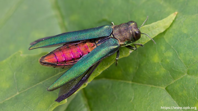 What’s Bugging You?  Emerald Ash Borer (Agrilus planipennis)