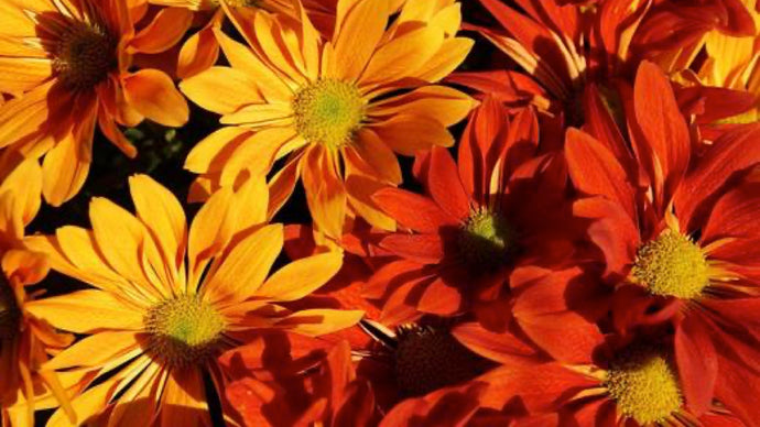 Fall in Love with Fall Flowers!