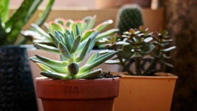 Beginner’s Guide to Growing and Caring for Succulents