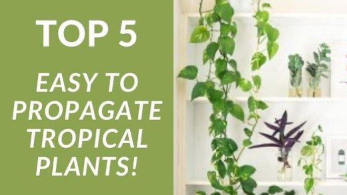 Top 5: Easiest Tropical Plants to Propagate!