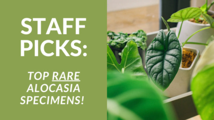 Staff Picks: Rare Alocasia Specimens!