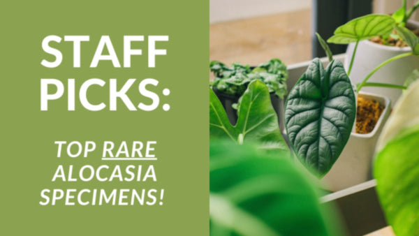 Rare Alocasia Specimens