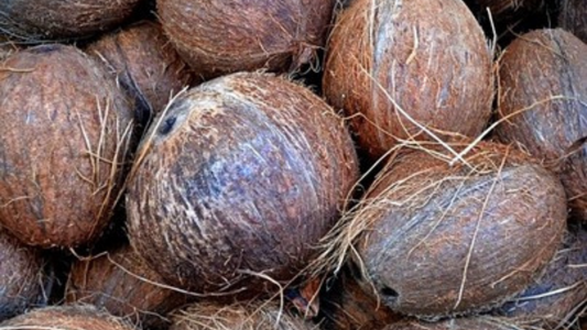 Organic and Environmentally Friendly Soil Amendments Coir