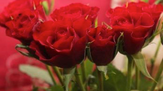 Everything's Coming Up Roses! - Floral Acres Greenhouse & Garden Centre