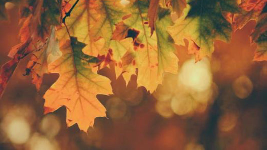 Top 5: Best Fall Gardening Tips you Need to Know! - Floral Acres Greenhouse & Garden Centre