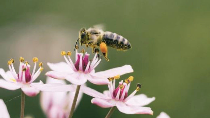 Building a BEE Friendly Garden