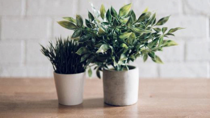 The Three Best Office Plants to Beat the Winter Blues