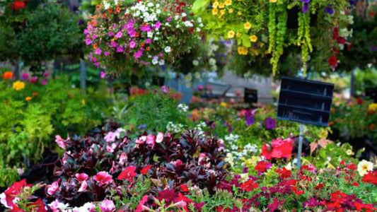 What’s Hot in 2020: Your Guide to New Annual Varieties! - Floral Acres Greenhouse & Garden Centre