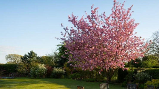 Putting Down Roots - How to Successfully Plant a Tree - Floral Acres Greenhouse & Garden Centre