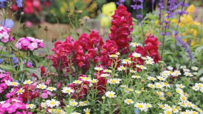 Whats Hot in 2020-Your Guide to New Perennial Varieties!