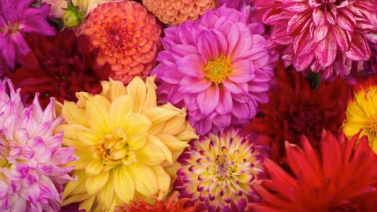 Five Summer Flowering Bulbs You MUST Try This Season - Floral Acres Greenhouse & Garden Centre