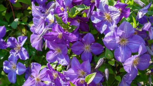 Commit to Clematis – A Happily Ever After Marriage! - Floral Acres Greenhouse & Garden Centre