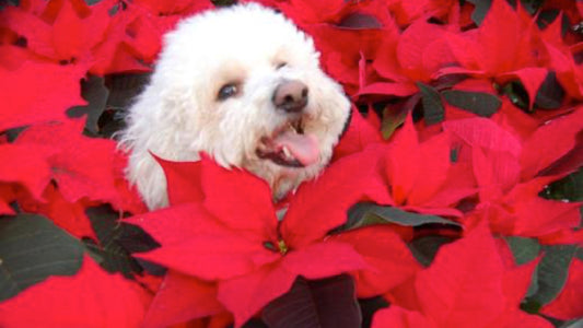 Poinsettias 365! - Floral Acres Greenhouse & Garden Centre