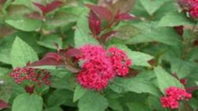 Top 5: Deciduous Shrubs For Small Spaces
