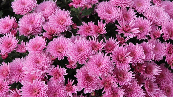 August in The Garden – The Not So Lazy Days of Summer