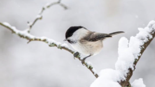 Winter Bird Feeding Tips - Floral Acres Greenhouse & Garden Centre
